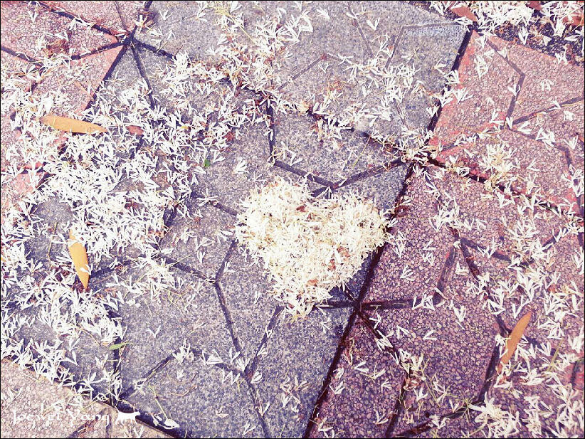 20140404-寶比拍的花花02