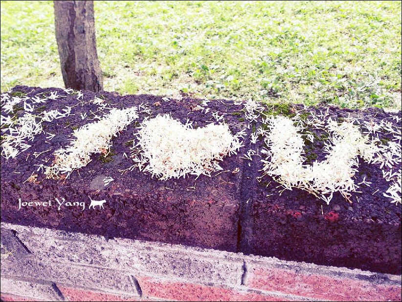 20140404-寶比拍的花花03