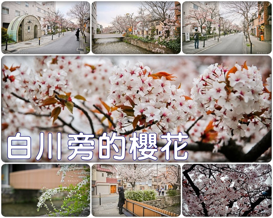 白川旁的櫻花.jpg